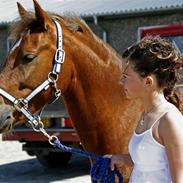 Welsh Pony (sec B) Bakkegaardens Aladdin SOLGT