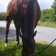 Hollandsk Varmblod Hr. Nelson