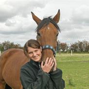 Hollandsk Varmblod Hr. Nelson