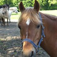 Anden særlig race Calibro **solgt**