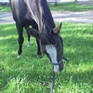 Connemara R.I.P. Skatholm Blue Thunder