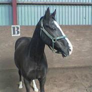 Connemara R.I.P. Skatholm Blue Thunder