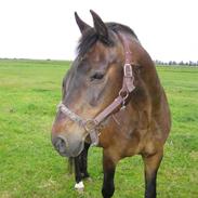 Anden særlig race Minuet