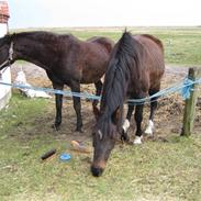 Anden særlig race Minuet