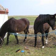 Anden særlig race Minuet