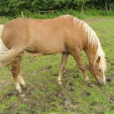 Palomino Goldie