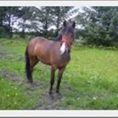 Anden særlig race Pinocchio SOLGT