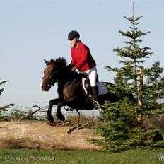 Anden særlig race Pinocchio SOLGT