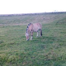 Fjordhest Attilla*Gamle pony*