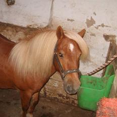 Shetlænder Sandie Bomlund