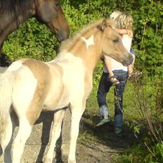 Anden særlig race Surprise 