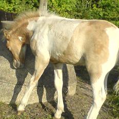 Anden særlig race Surprise 