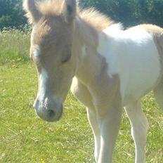 Anden særlig race Surprise 