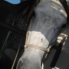 Anden særlig race Million Dollar Baby SOLGT