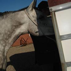 Anden særlig race Million Dollar Baby SOLGT