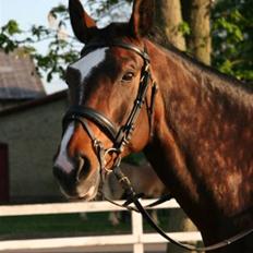 Dansk Varmblod Gulrose Kilen