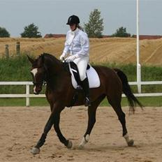 Dansk Varmblod Gulrose Kilen