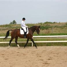 Dansk Varmblod Gulrose Kilen