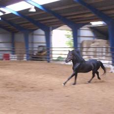 Dartmoor Anc-neu Duo (solgt)