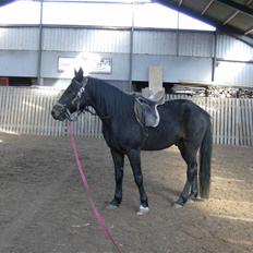 Traver Ekstra Nielsminde R.I.P