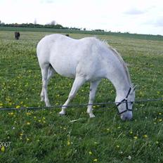 Anden særlig race Shantih