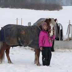 Welsh Mountain (sec A) Sabine (solgt)