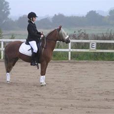 Welsh Mountain (sec A) Sabine (solgt)