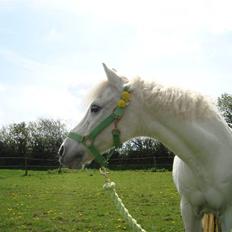 Welsh Pony (sec B) Korreborg's Wendy R.I.P