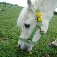 Welsh Pony (sec B) Korreborg's Wendy R.I.P