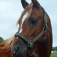 Arabisk fuldblod (OX) Noori-a-li - Solgt