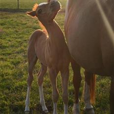 Arabisk fuldblod (OX) Noori-a-li - Solgt