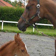 Arabisk fuldblod (OX) Noori-a-li - Solgt