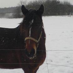 Oldenborg Jasmin(har haft )