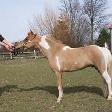 Miniature Scout Zodiacs Little Boy 