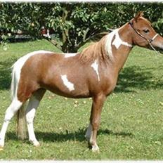 Miniature Scout Zodiacs Little Boy 