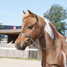 Miniature Scout Zodiacs Little Boy 
