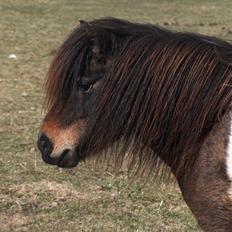 Shetlænder Stjernens Mini-Adore
