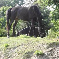 Dansk Varmblod Dynamit *R.I.P*