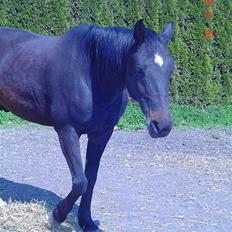 Dansk Varmblod Dynamit *R.I.P*