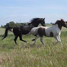 Dansk Varmblod Dynamit *R.I.P*