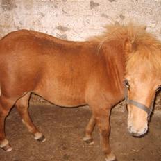 Shetlænder Mosbækmindes Samuel SOLGT