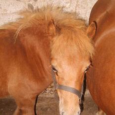 Shetlænder Mosbækmindes Samuel SOLGT