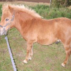 Shetlænder Mosbækmindes Samuel SOLGT