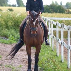 Dansk Varmblod Anais<3<3 SOLGT /': <3