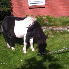 Shetlænder Batman solgt :(