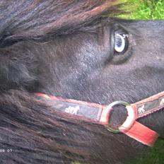 Shetlænder Batman solgt :(