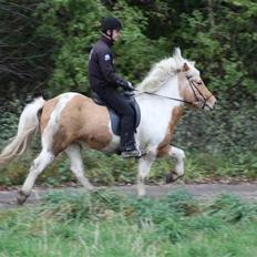 Islænder Hetta fra Kongehøj