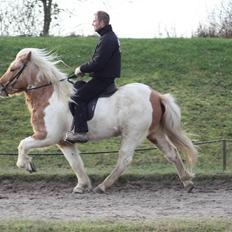 Islænder Hetta fra Kongehøj