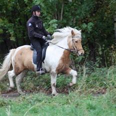 Islænder Hetta fra Kongehøj