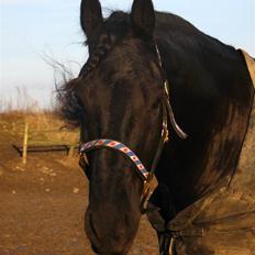 Frieser #GABE#STER# ****RIP**** 17 marts 2011